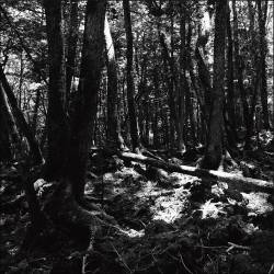 Tokyo Shoegazer : Turnaround